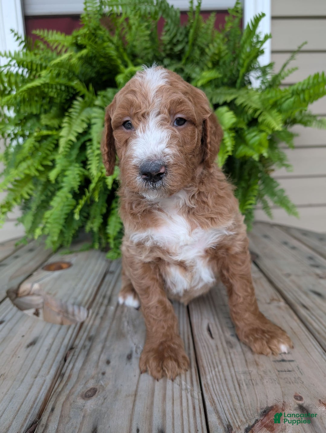 Goldendoodle dogs for sale: Blake - Image 15