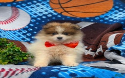 Pomeranian dogs for sale: Keno Genetic Testing - Image 5