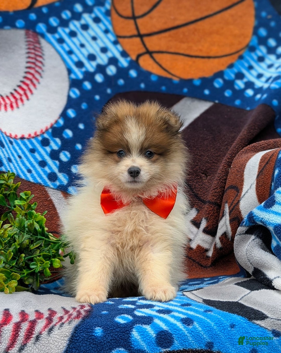 Pomeranian dogs for sale: Keno Genetic Testing - Image 5