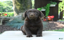 Labrador Retriever dogs for sale: Whisper - Image 7