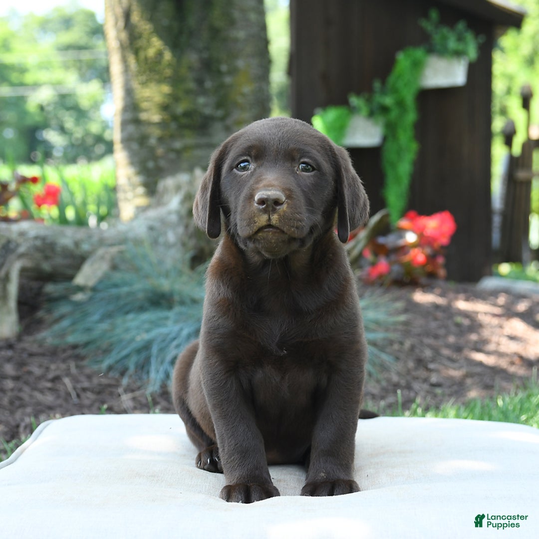 Labrador Retriever dogs for sale: Whisper - Image 7