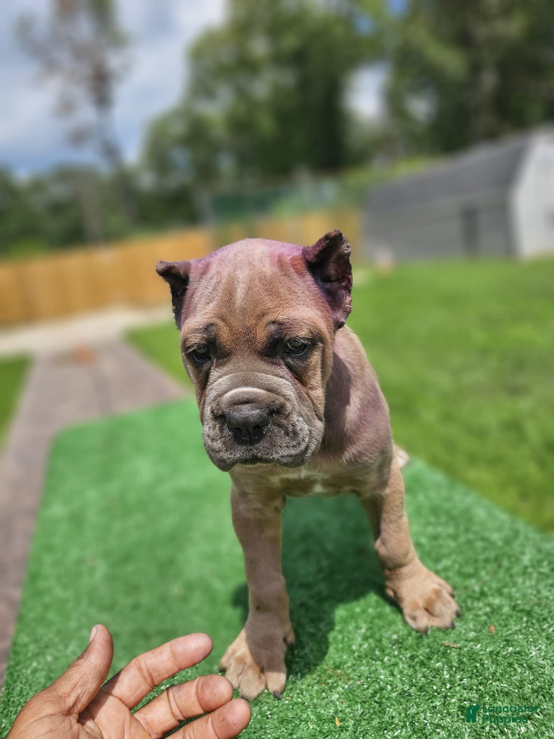 Cane Corso dogs for sale: Moca - Image 1