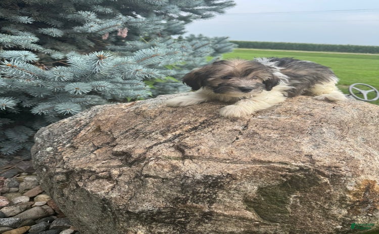 Havanese dogs for sale - Ad 1