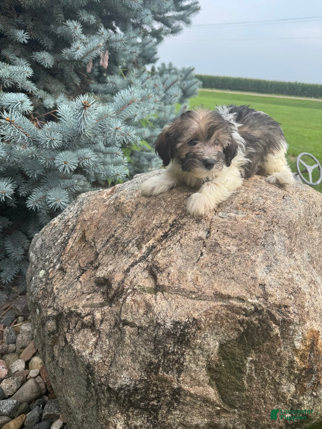Havanese dogs for sale: Phoneix - Image 1