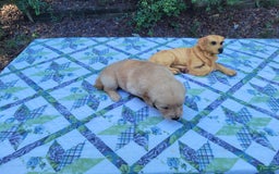 Golden Retriever dogs for sale: SHELLY - Image 8