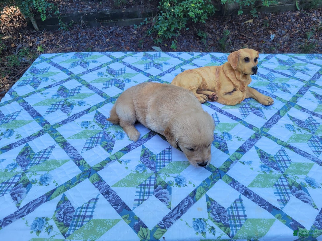 Golden Retriever dogs for sale: SHELLY - Image 8