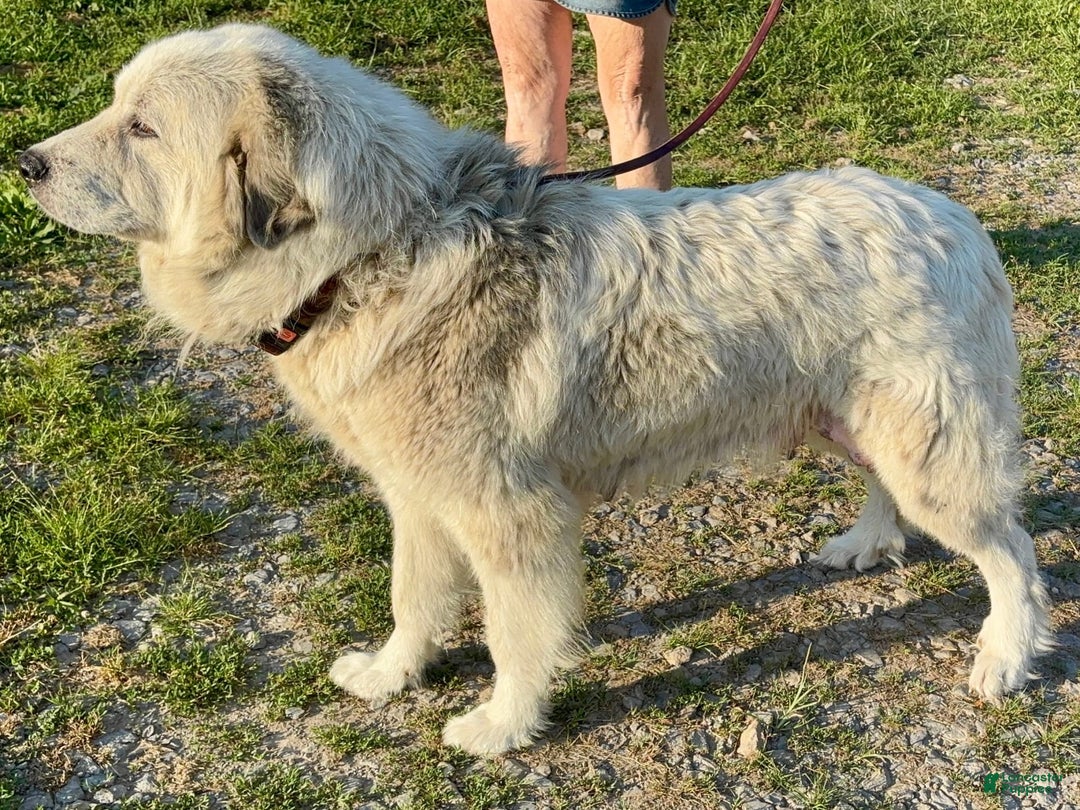 Great Pyrenees dogs for sale: Yellow - Image 18