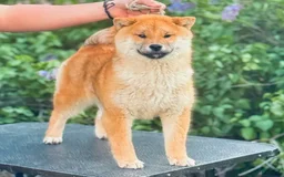Shiba Inu dogs for sale: Shawn - Image 1