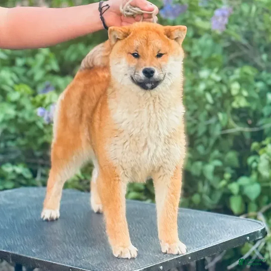 Shiba Inu dogs for sale: Shawn - Image 1