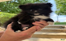 Pomeranian dogs for sale: Fluffy - Image 4