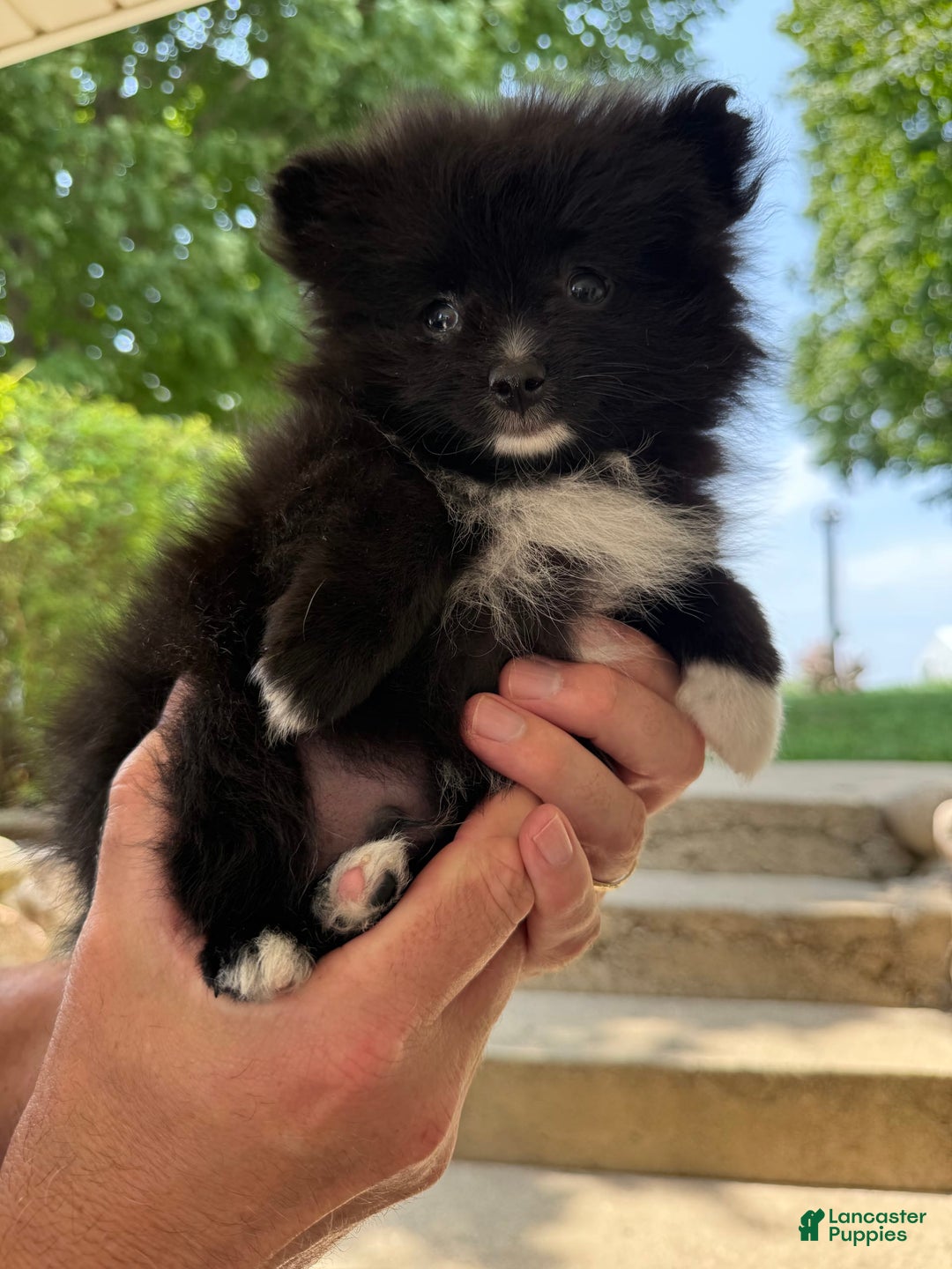 Pomeranian dogs for sale: Fluffy - Image 4