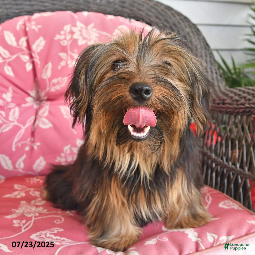 Yorkshire Terrier dogs for sale: River - Image 1