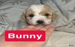 Cavapoo dogs for sale: Bunny - Image 2