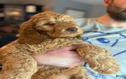 Goldendoodle dogs for sale: Percy - Image 5
