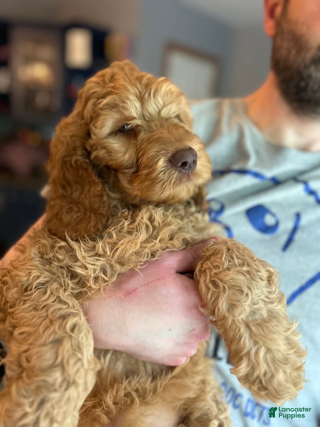 Goldendoodle dogs for sale: Percy - Image 5