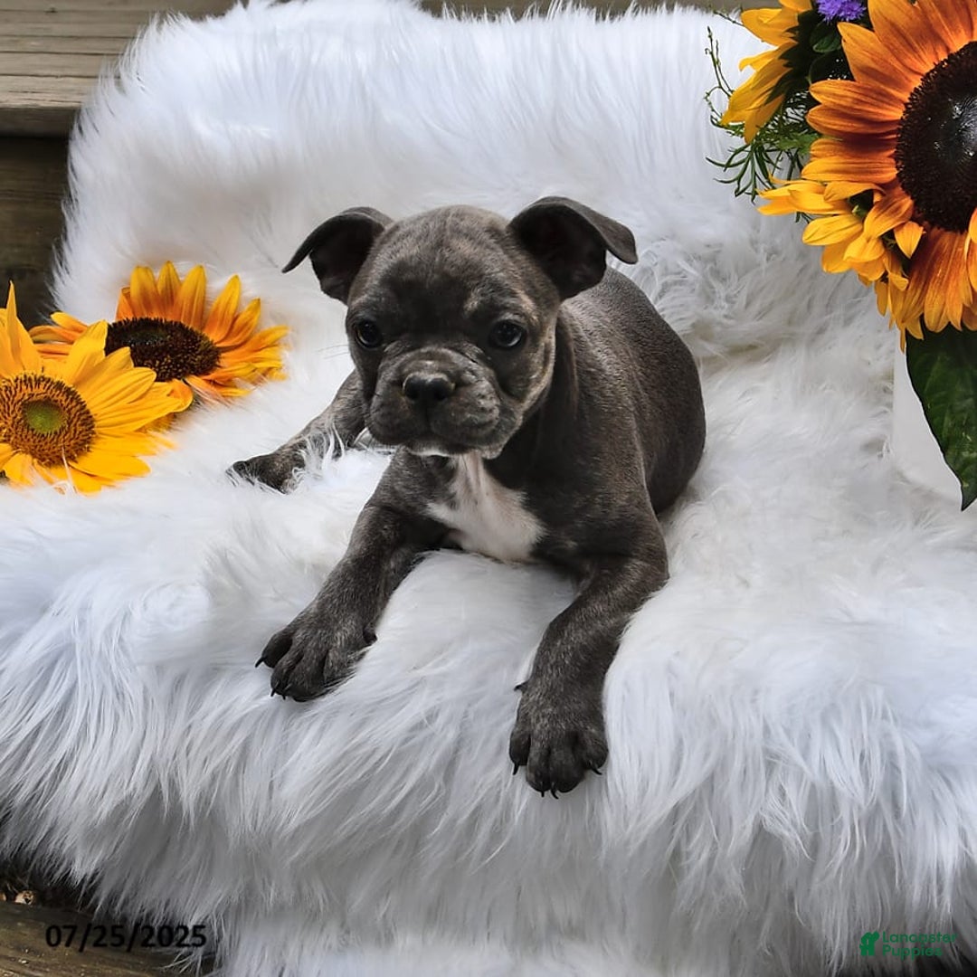 Frenchton dogs for sale: Twinkleberry - Image 13