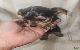Yorkshire Terrier dogs for sale: Sadie - Image 8