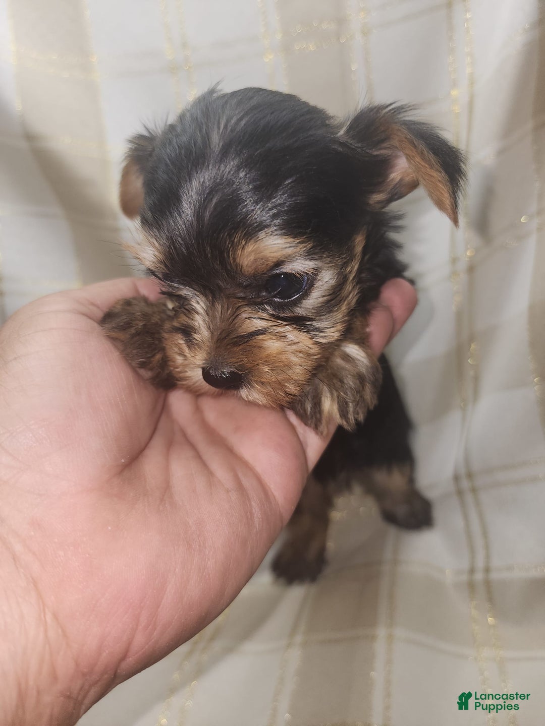 Yorkshire Terrier dogs for sale: Sadie - Image 8
