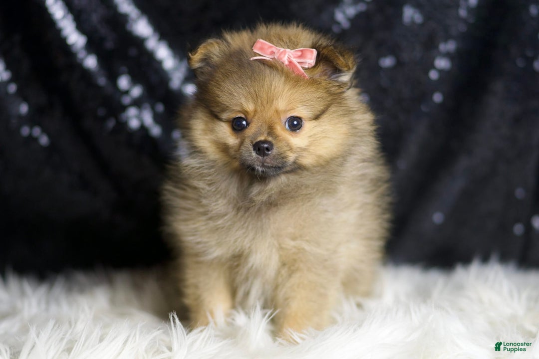 Pomeranian dogs for sale: Sandie - Image 1