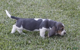 Basset Hound dogs for sale: Ann - Listing for pets: Ann, DEB, Flo, IDA, Jed, Ned, Ted - Image 6