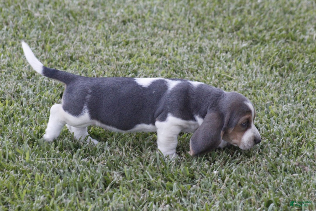 Basset Hound dogs for sale: Ann - Listing for pets: Ann, DEB, Flo, IDA, Jed, Ned, Ted - Image 6