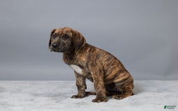 Great Dane dogs for sale: Ellie - Image 4