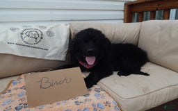 Newfoundland dogs for sale: Birch - Image 3