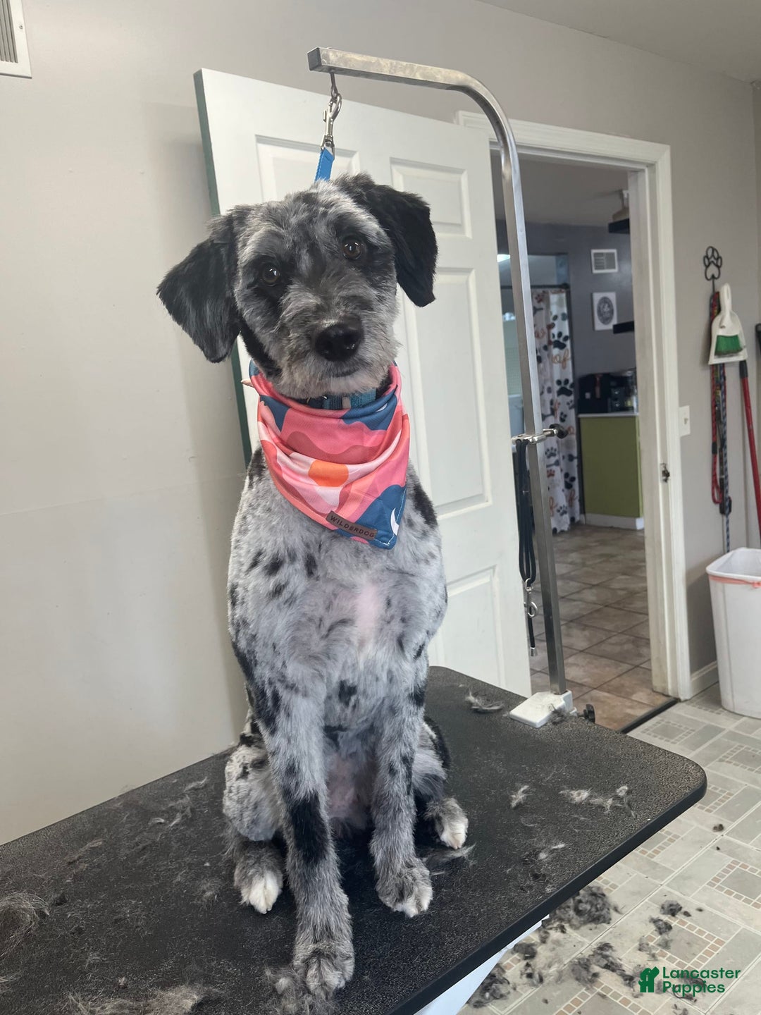 Aussiedoodle dogs for sale: Enola - Listing for pets: Enola - Image 5