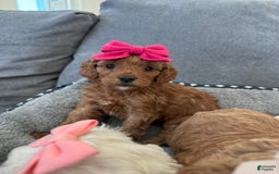 Mini Goldendoodle dogs for sale: Petite Belle - Image 18