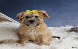 Yochon dogs for sale: Theodore - Image 19