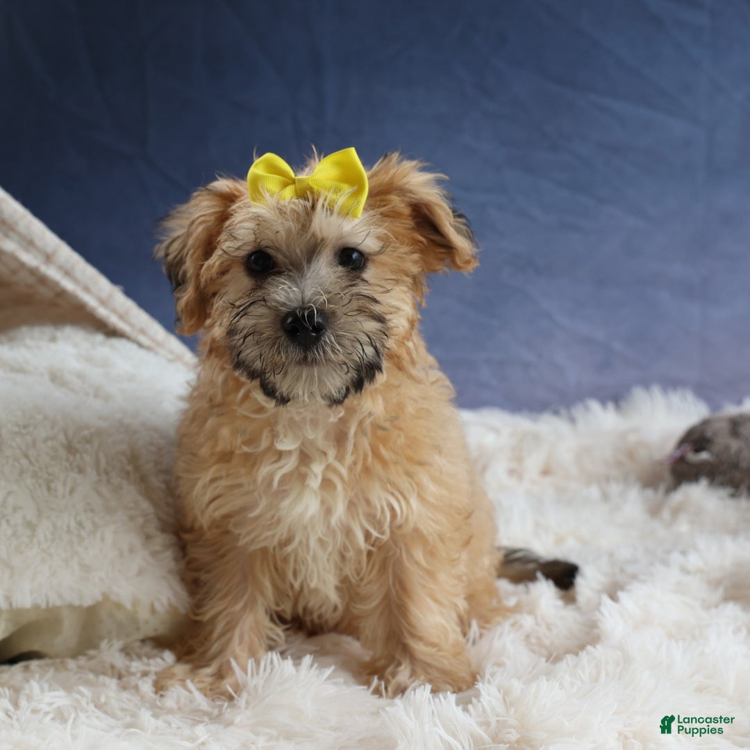 Yochon dogs for sale: Theodore - Image 19