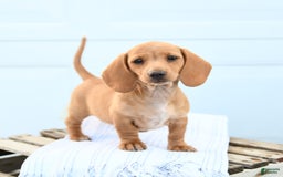 Dachshund dogs for sale: Bella - Image 3