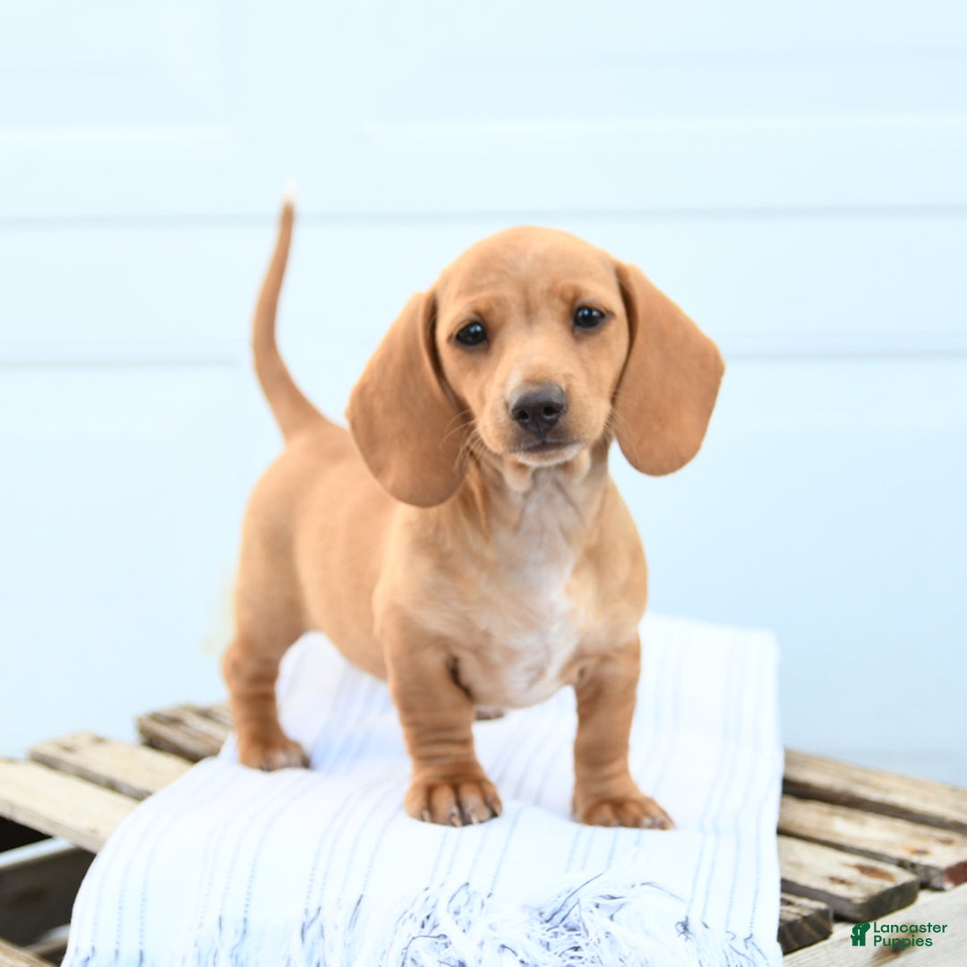 Dachshund dogs for sale: Bella - Image 3