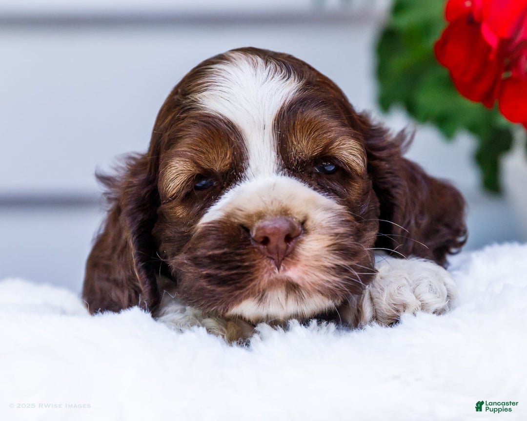Cocker Spaniel dogs for sale: Chester - Image 13