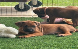 Rhodesian Ridgeback dogs for sale: Sandy - Image 7