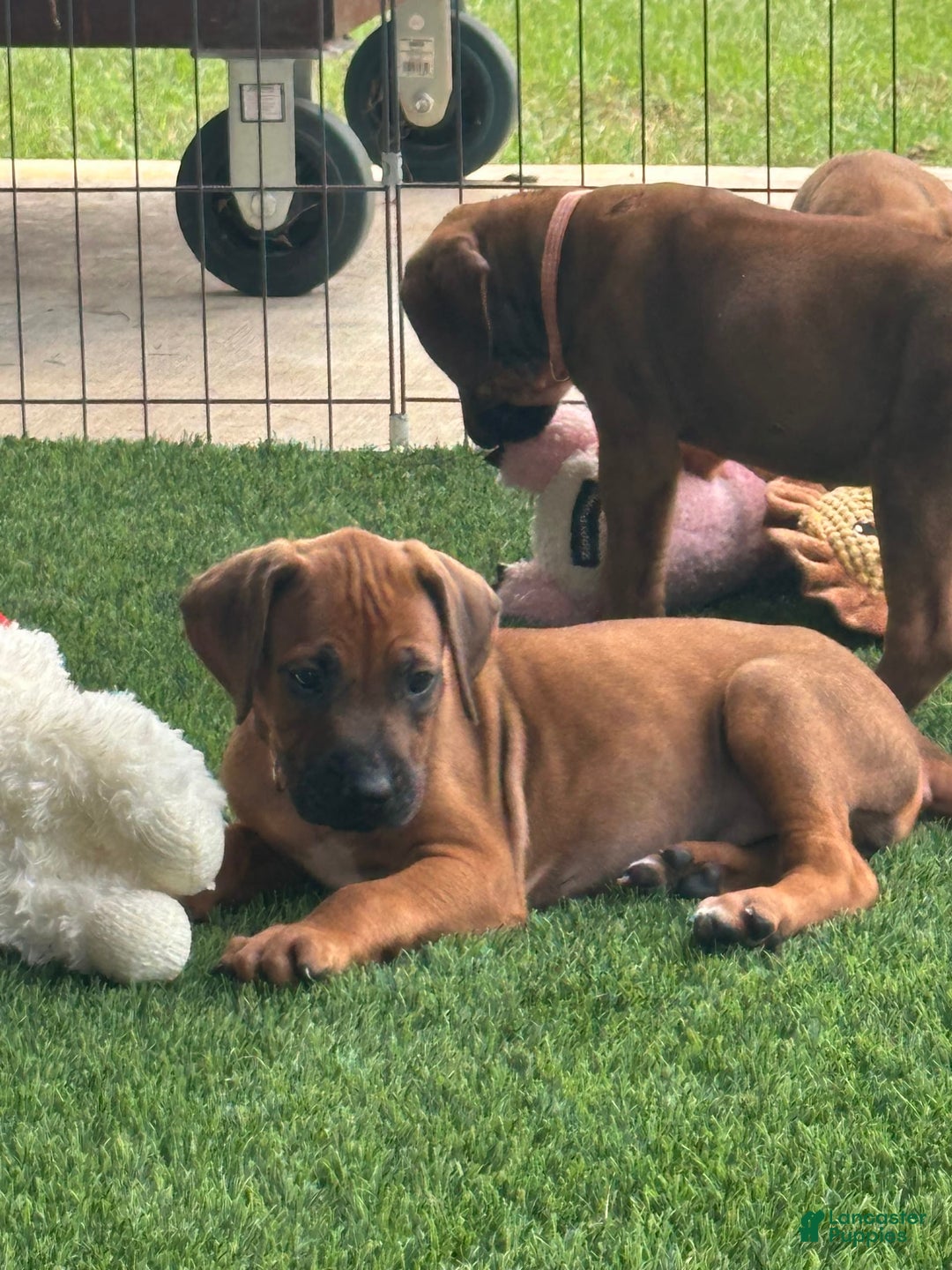 Rhodesian Ridgeback dogs for sale: Sandy - Image 7