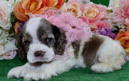 Cocker Spaniel dogs for sale: Brandychocolatetanpartimerlecockerpuppy - Image 2
