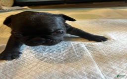 French Bulldog dogs for sale: Cocky - Image 1