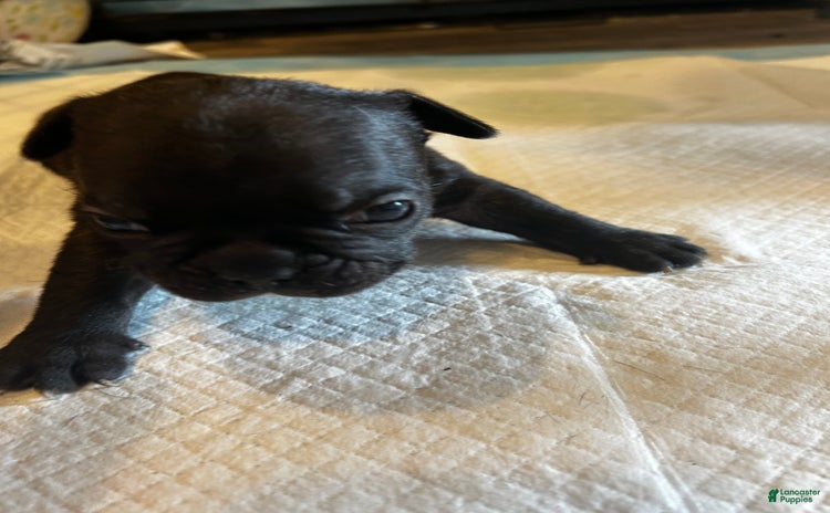 French Bulldog dogs for sale - Ad 3