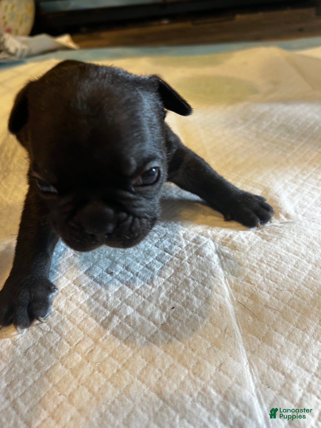 French Bulldog dogs for sale: Cocky - Image 1