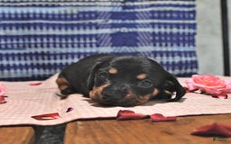 Miniature Dachshund dogs for sale: Twinkle - Image 12