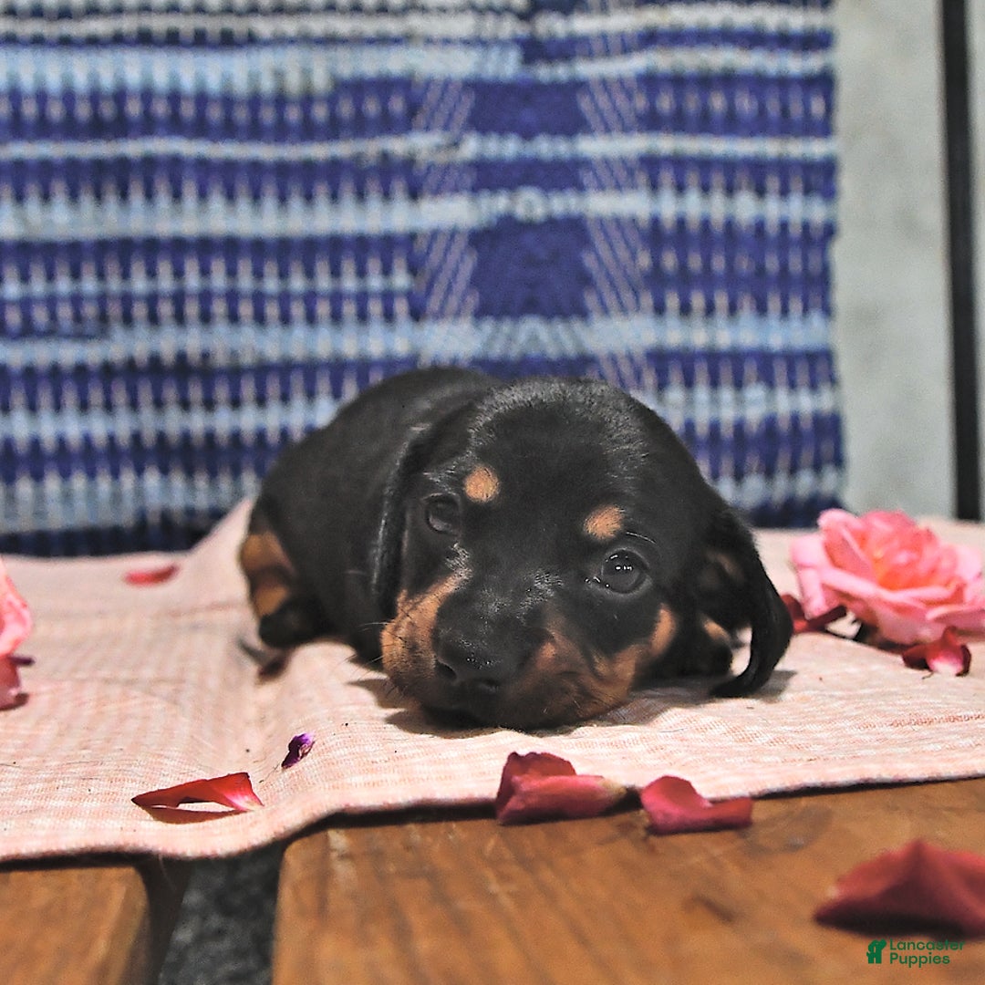 Miniature Dachshund dogs for sale: Twinkle - Image 12