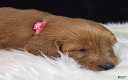 Goldendoodle dogs for sale: Rosie - Image 5