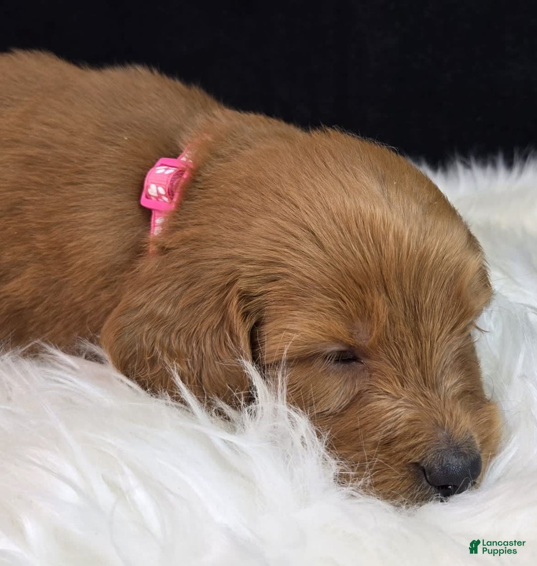 Goldendoodle dogs for sale: Rosie - Image 5