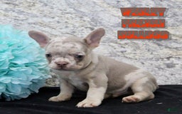 French Bulldog dogs for sale: Wesley - Image 1