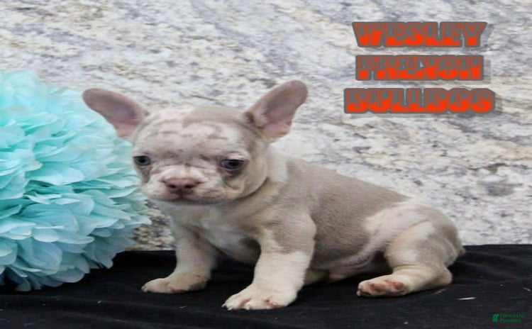 French Bulldog dogs for sale - Ad 5
