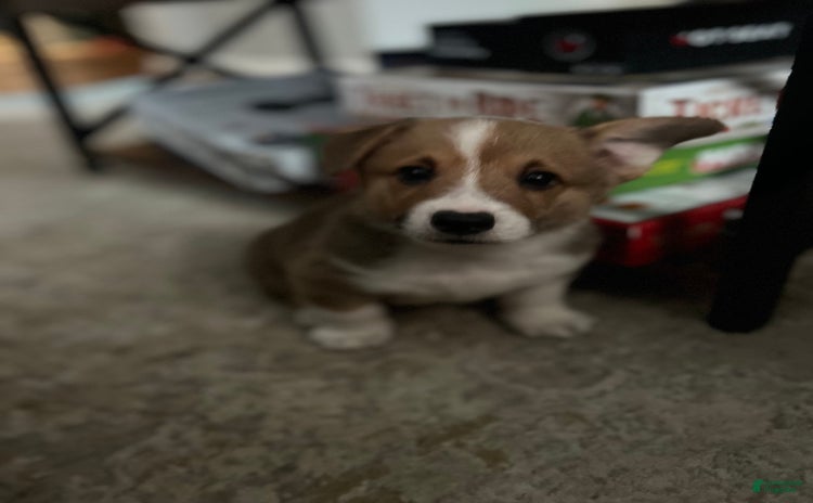 Welsh Corgi Pembroke dogs for sale - Ad 3