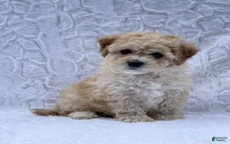 Bichpoo dogs for sale: Chloe - Image 5