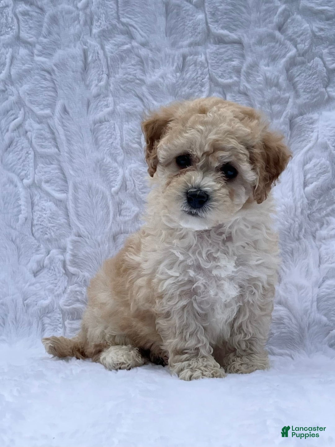 Bichpoo dogs for sale: Chloe - Image 5