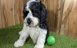 Cavapoo dogs for sale: Missy Boy 2 - Image 10